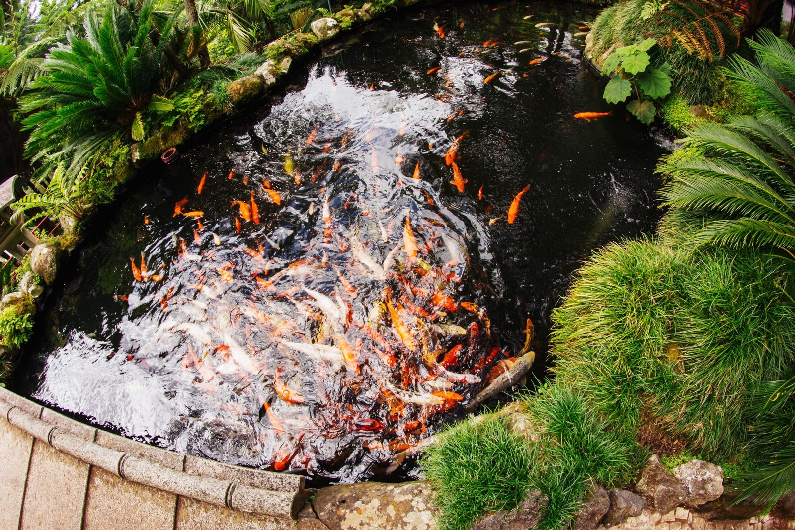 A variety of koi fish swimming in a garden pond surrounded by greenery and rocks.