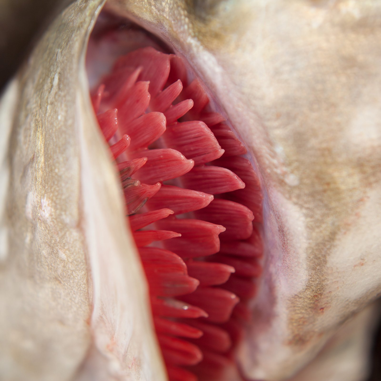 Detailed view of fish gills showing red filaments and structure inside the fish's mouth.