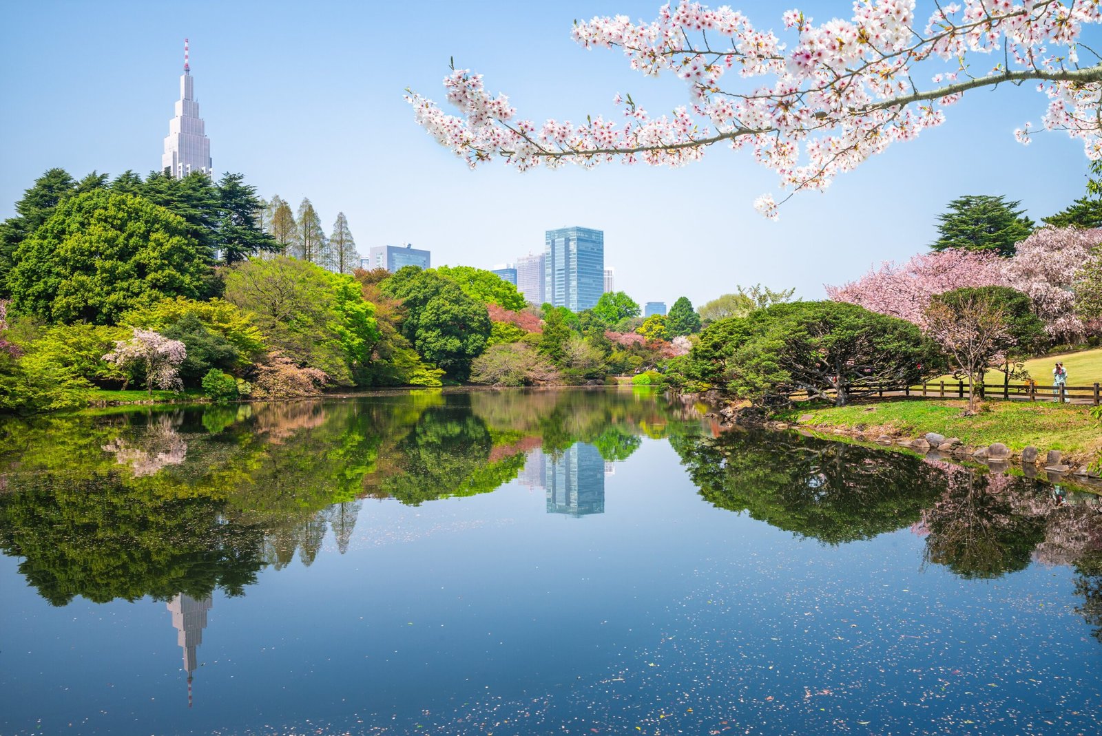 Cherry blossom trees in bloom beside a calm pond reflecting surrounding greenery and buildings.