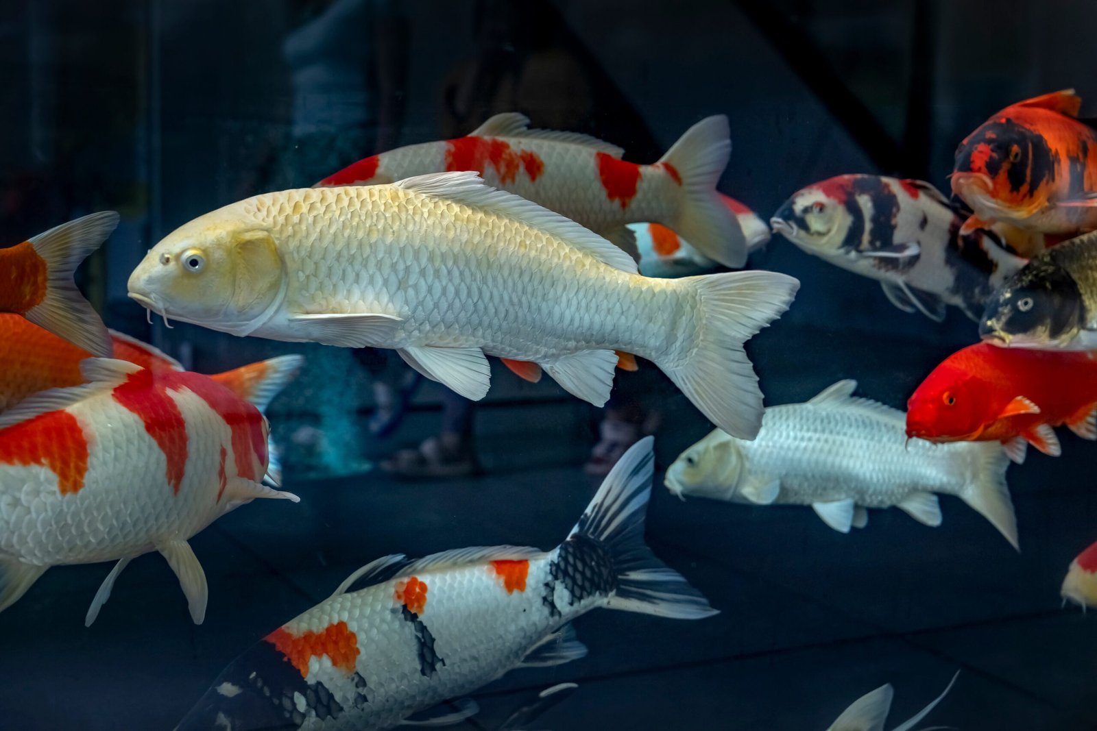 Various koi fish swimming in an aquarium, showcasing different colours and patterns.