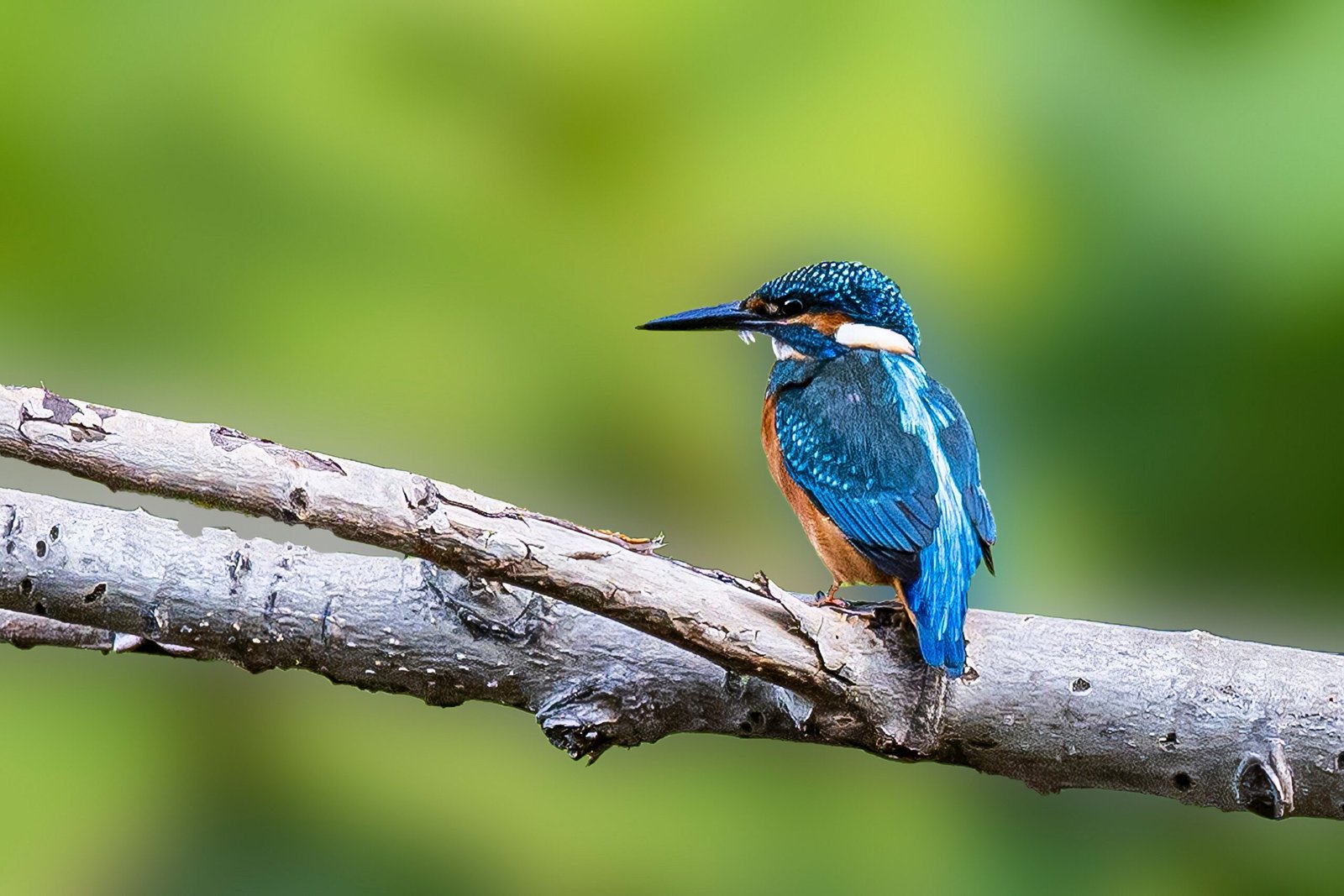 A kingfisher bird perched on a branch with vibrant blue and orange plumage against a blurred green background.