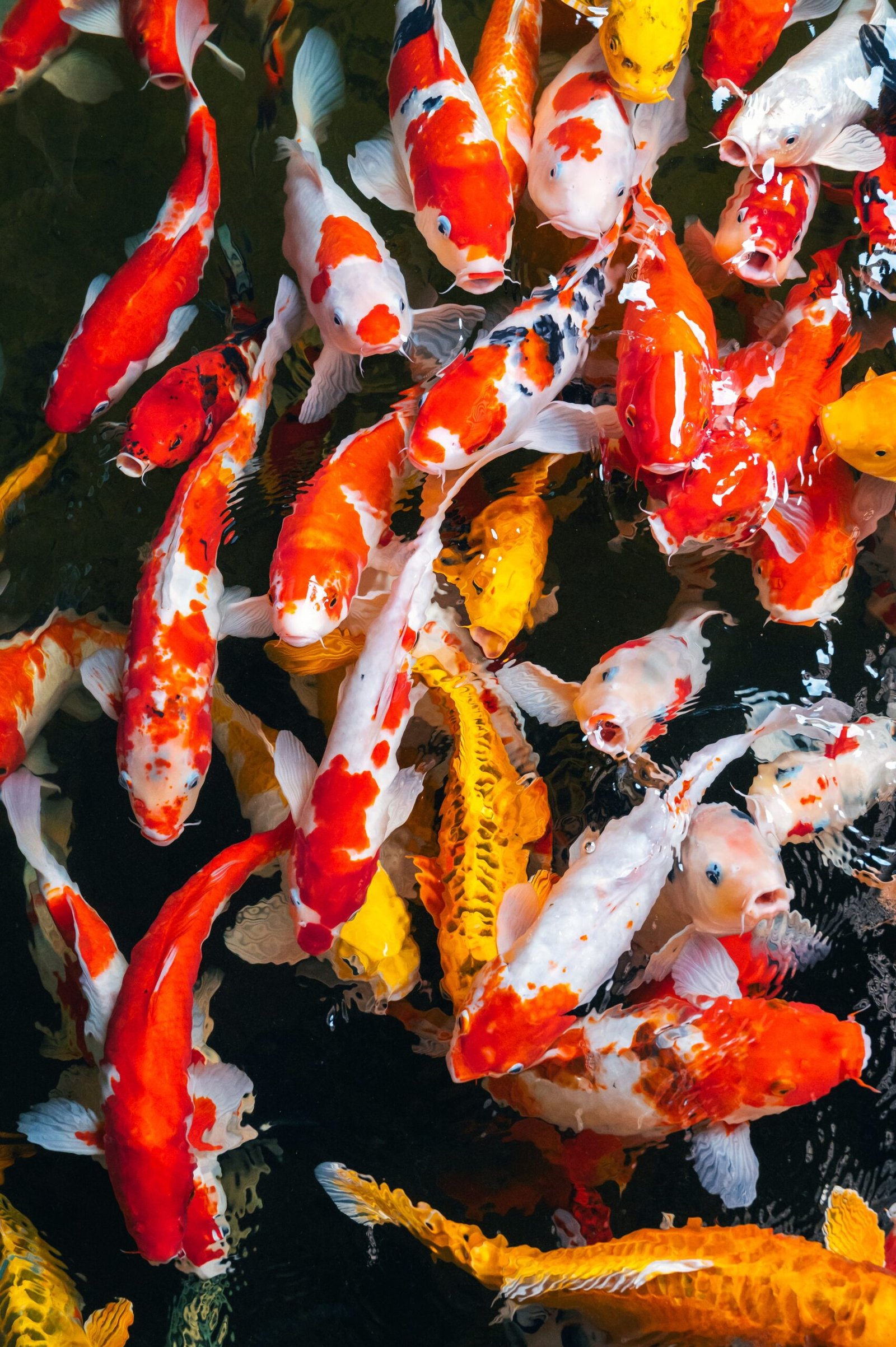 A vibrant collection of Koi carp in various colours swimming in clear water.