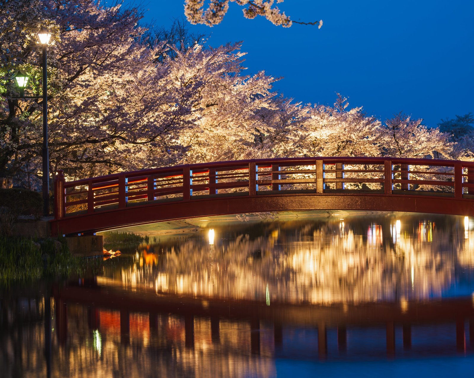 Red wooden bridge illuminated at night with cherry blossom trees in bloom reflecting in the water below.