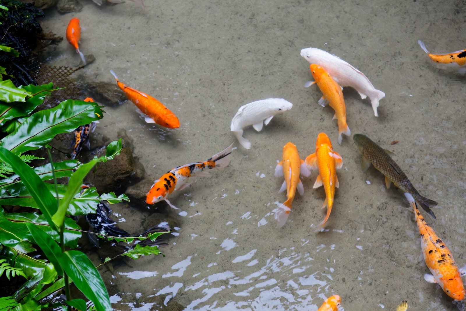 Various koi fish swimming in clear water, including orange, white, and black varieties among aquatic plants.