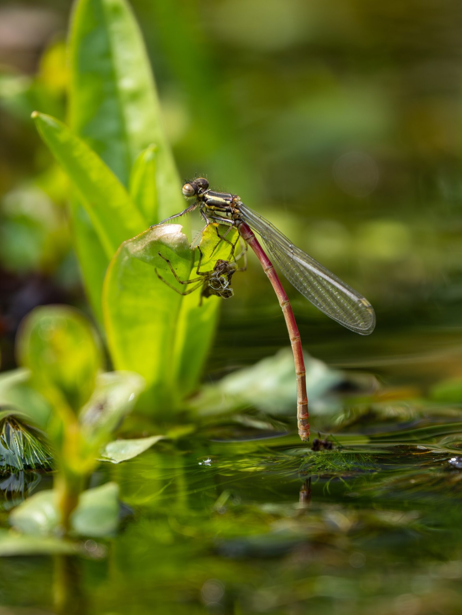 A dragonfly perched on a green plant above water, showcasing its delicate wings and vibrant body.