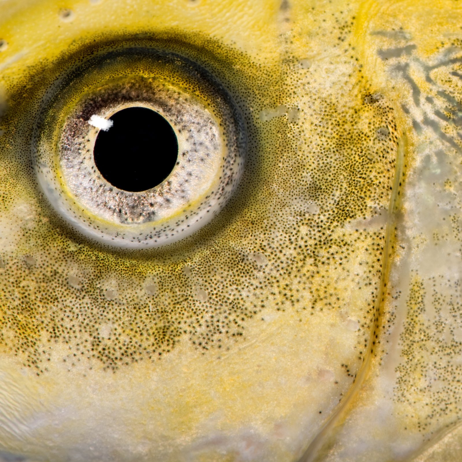 Detailed close-up of a fish eye showing intricate patterns and textures in yellow and black.