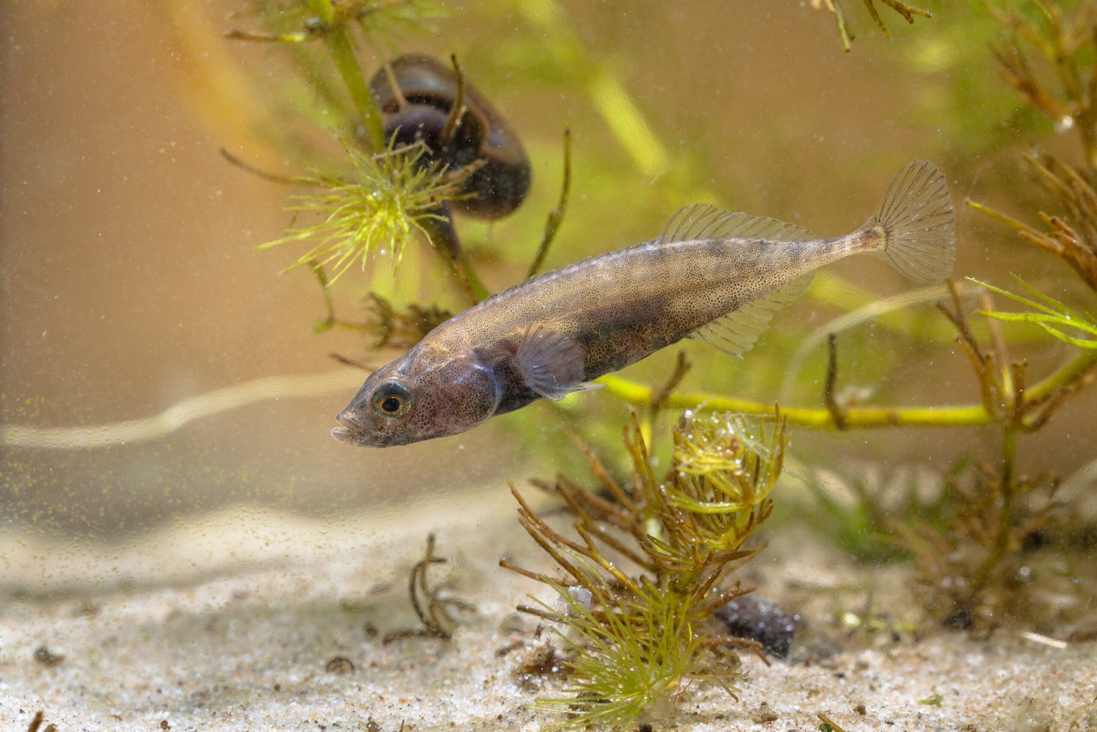 A freshwater fish swimming in clear water surrounded by green aquatic plants and a small snail.