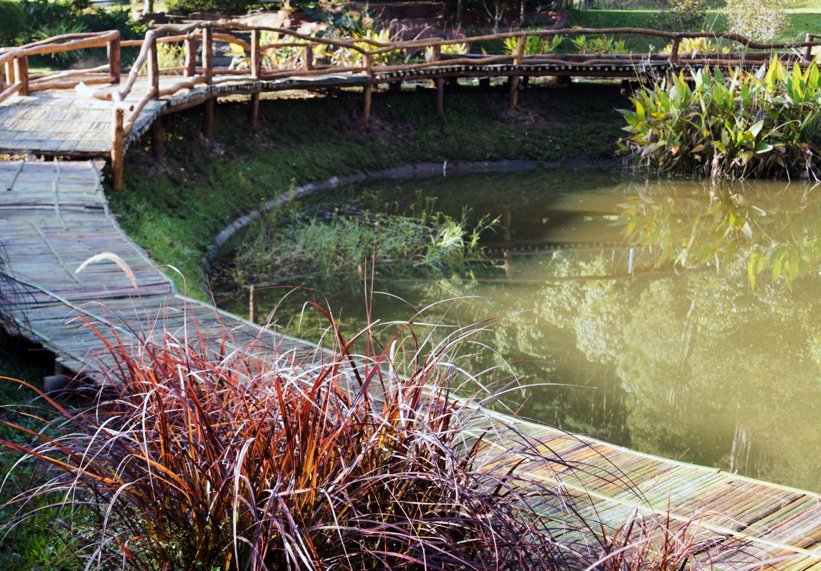 Wooden pathway curving around a pond with aquatic plants and grass along the edge.