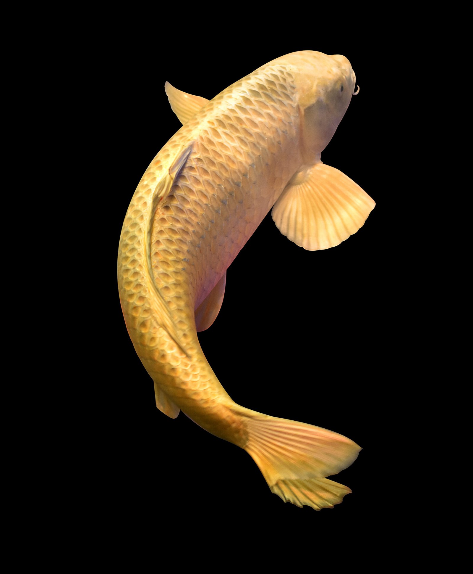 A koi carp fish with a pale yellow hue swimming against a black background.