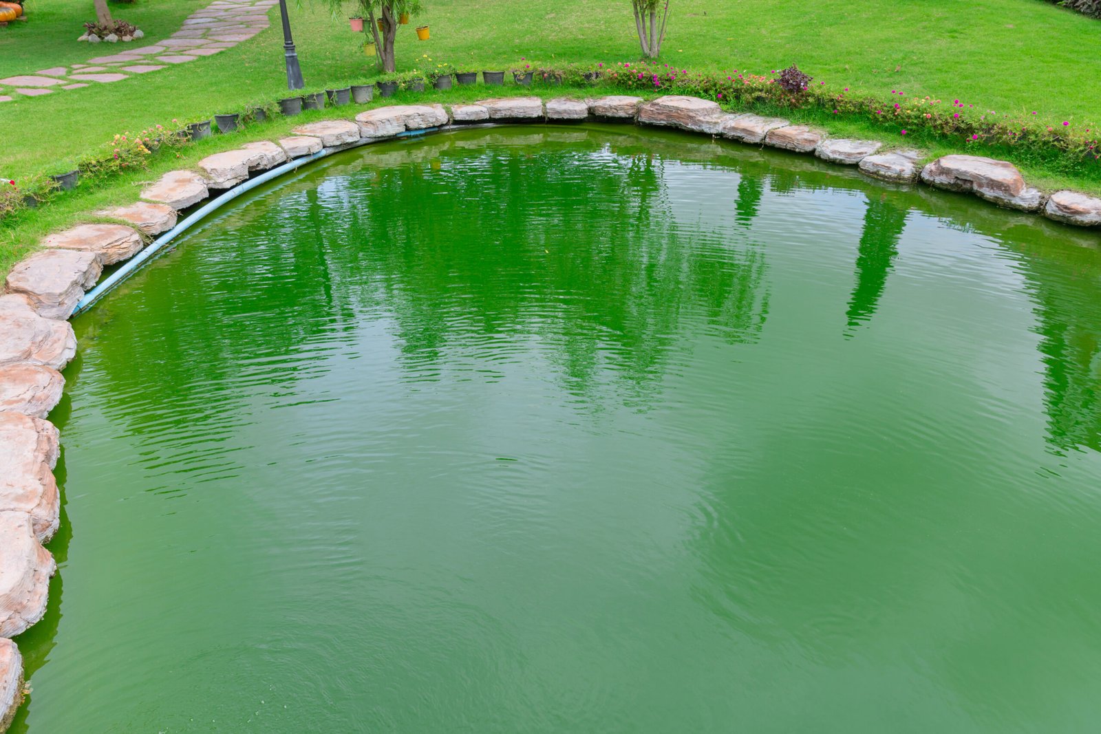 Circular pond with green water surrounded by stone edging and grass in a garden setting.