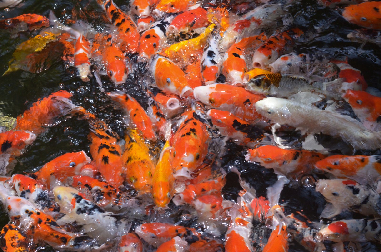 Colorful koi fish swimming in a pond, displaying vibrant orange, yellow, and white patterns.