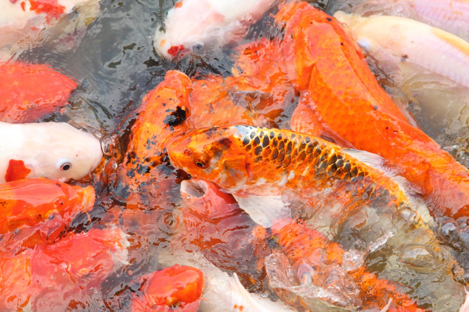 Various koi fish swimming in clear water with orange, white, and black patterns visible.