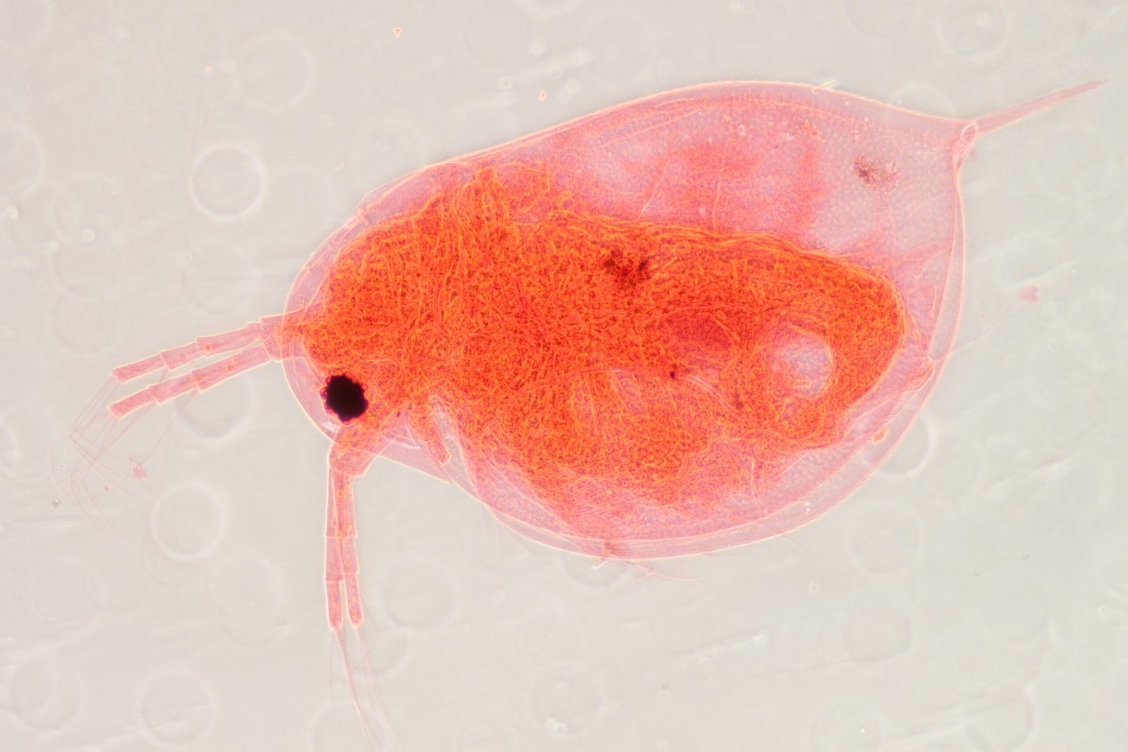 Microscopic view of a Daphnia, a small aquatic crustacean, displaying its transparent body and appendages.