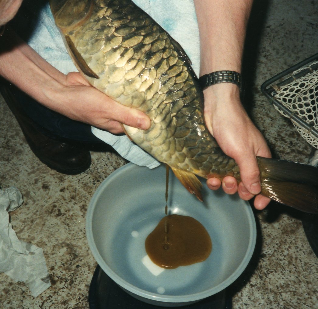 Individual holding a fish above a bowl, with liquid draining from the fish into the bowl.