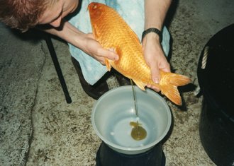 Individual holding an Ogon goldfish over a bowl, preparing for a water change or health check.